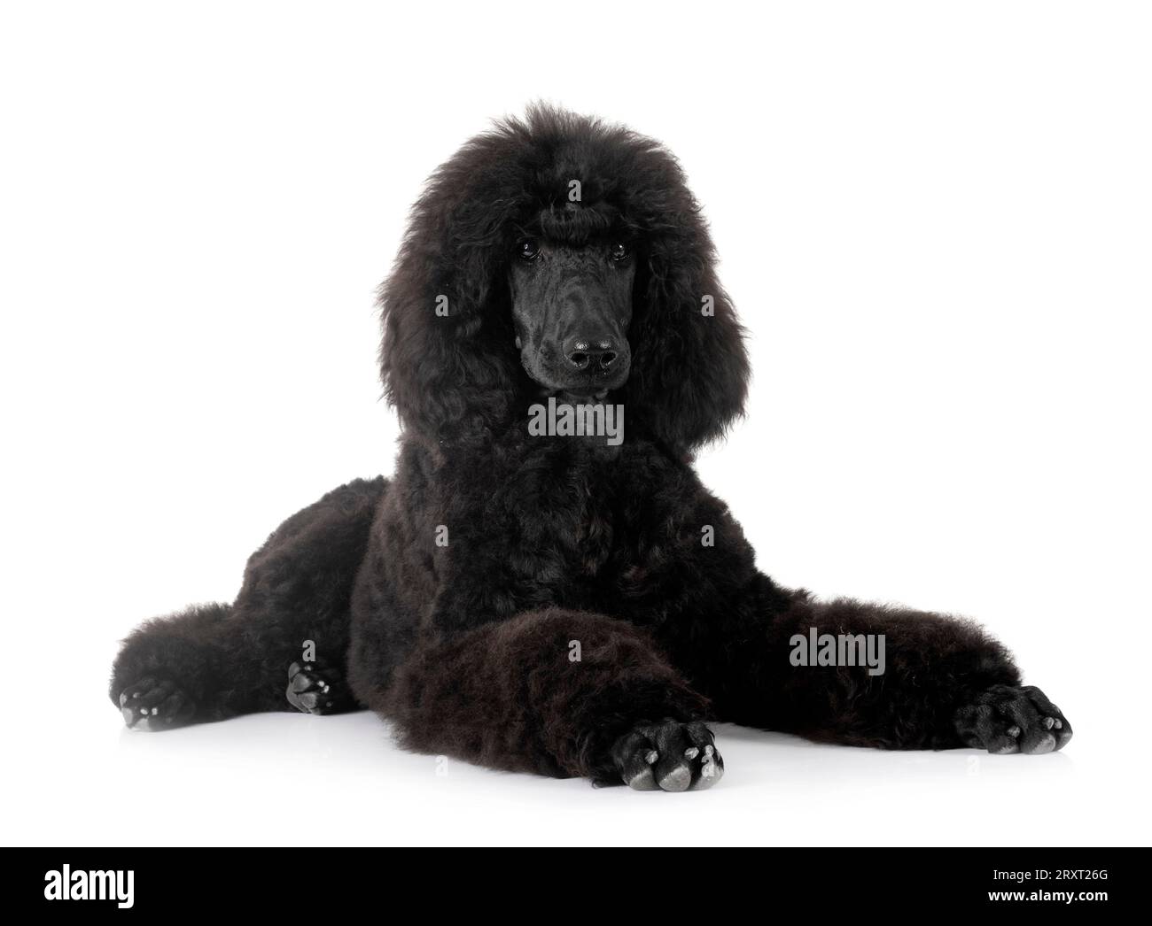 black standard poodle in front of white background Stock Photo - Alamy