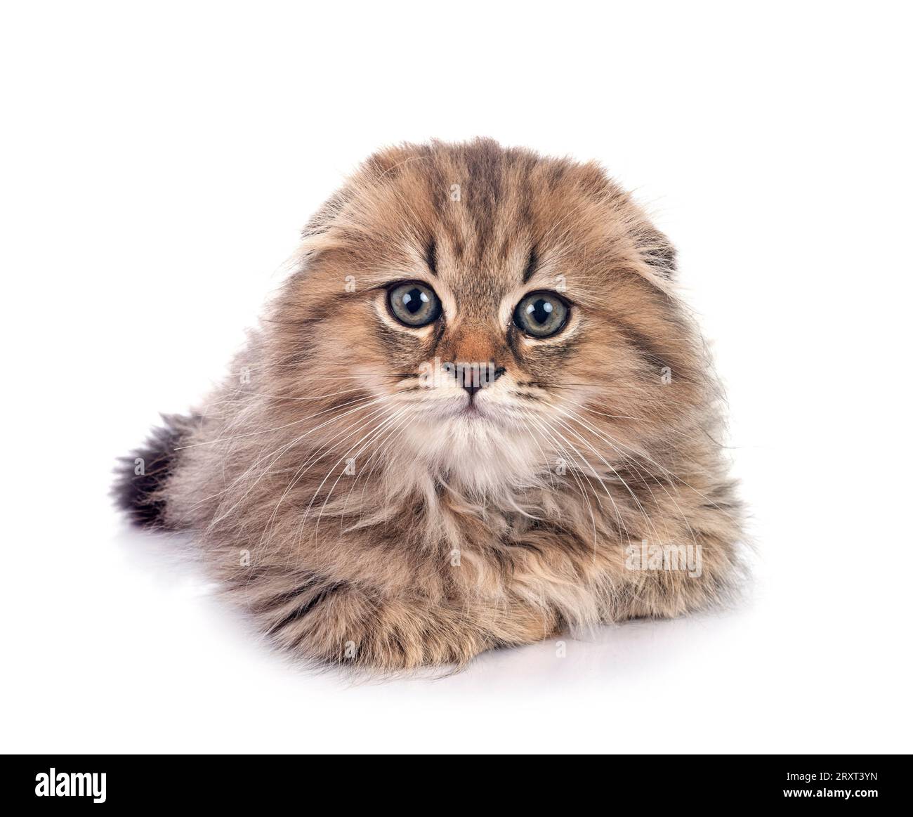highland fold kitten in front of white background Stock Photo - Alamy