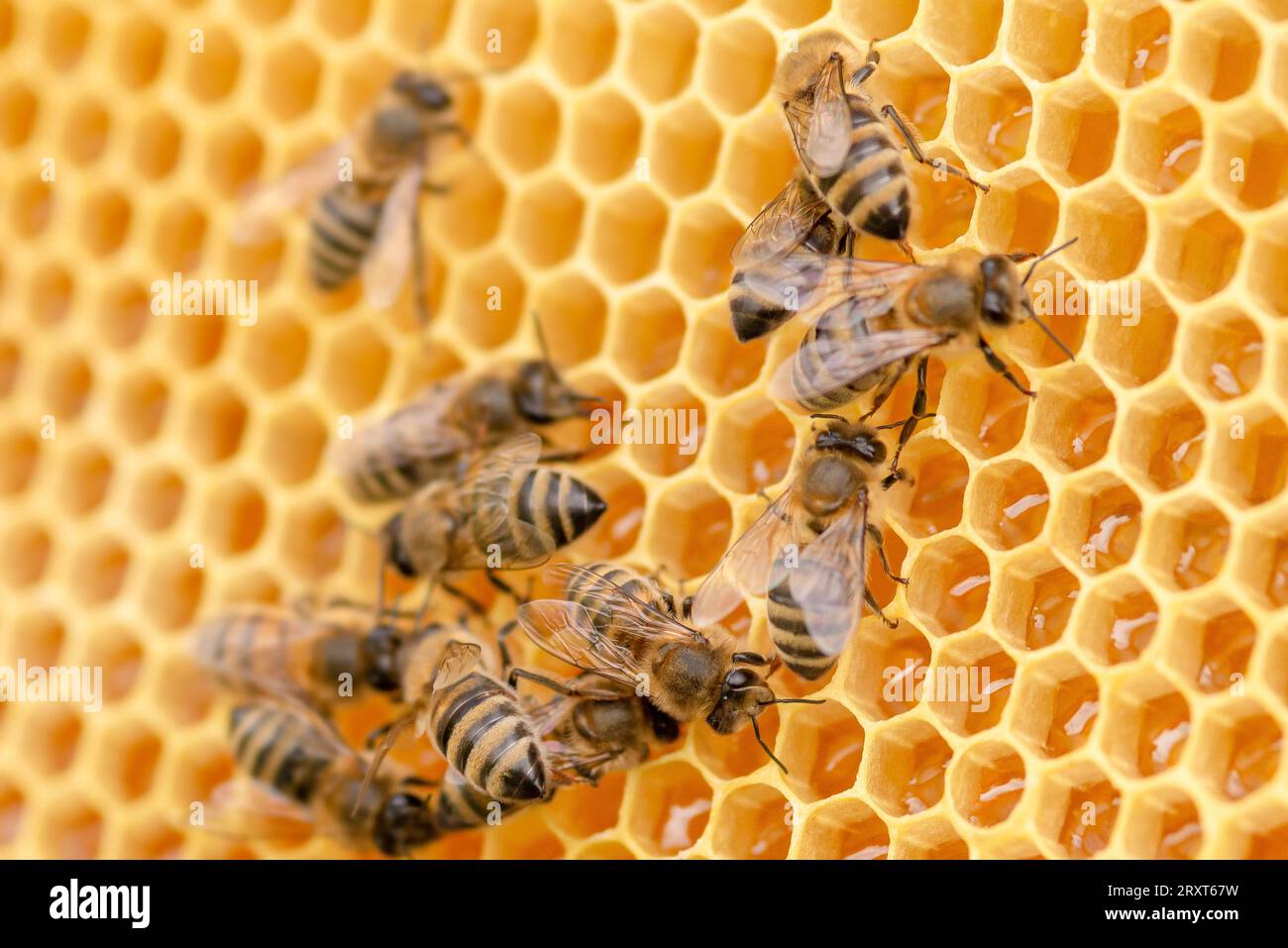 Working bees on combs, close-up, honey production Stock Photo - Alamy