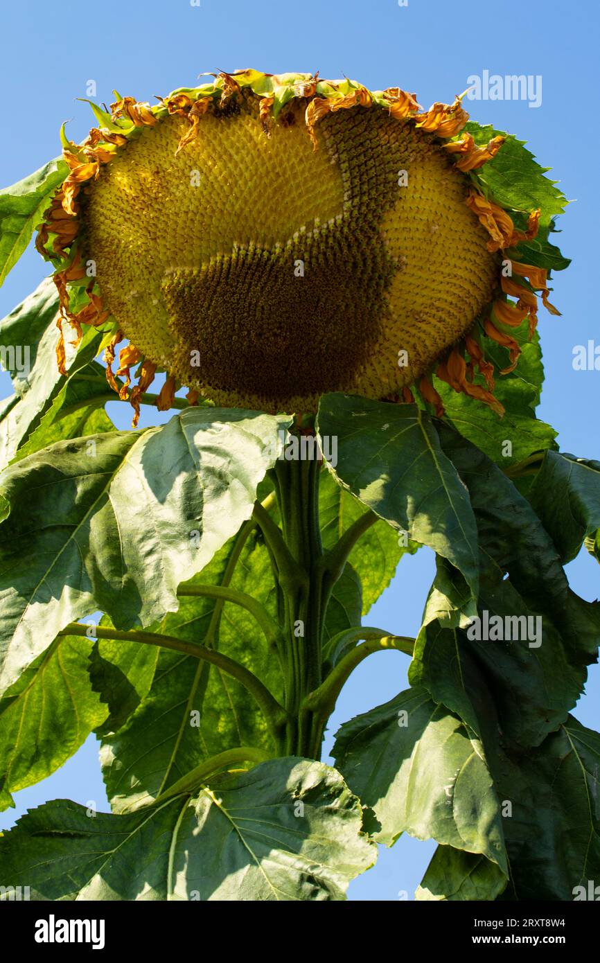 Massive Sunflower ‘Titan’, against a pale blue sky and late summer sun ...