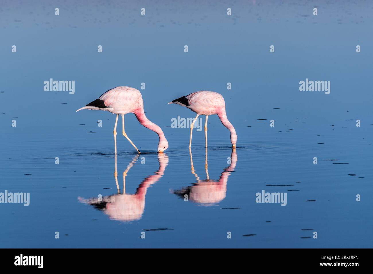 Two flamingos in the Atacama desert Stock Photo