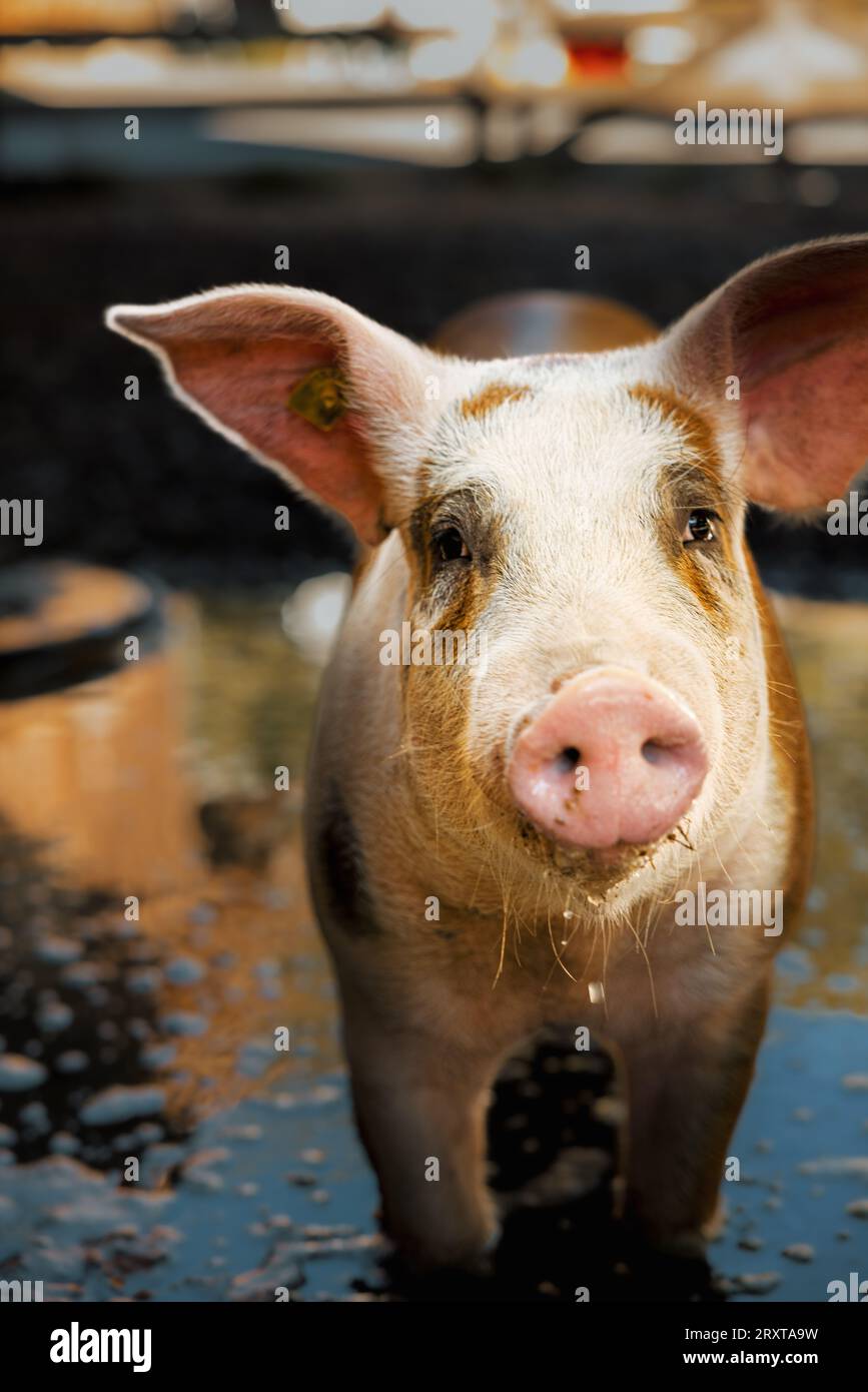 happy swiss pig in mud in Ballenberg Stock Photo - Alamy