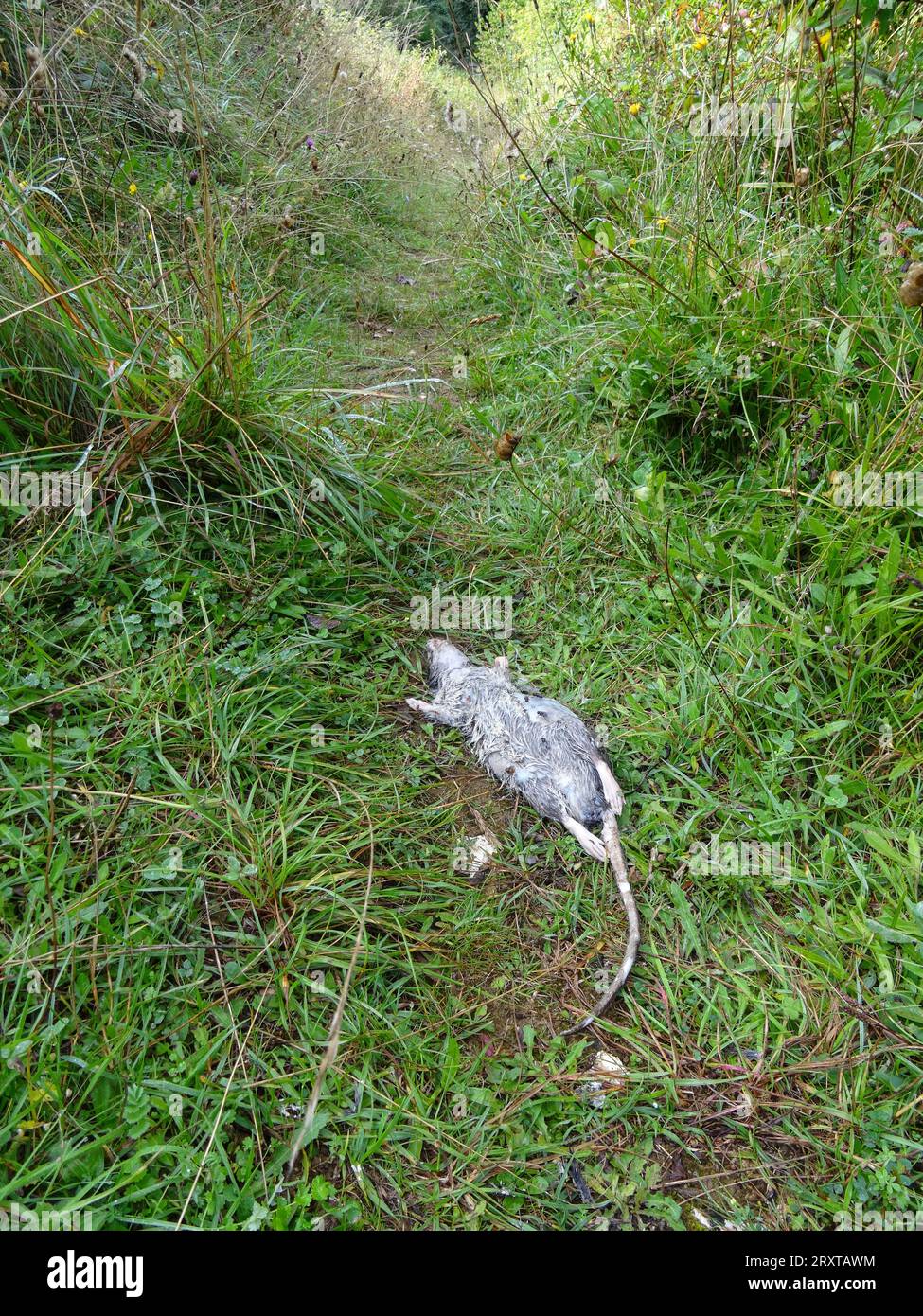 Dead rat bloating on a countryside path. Natural close up intimate