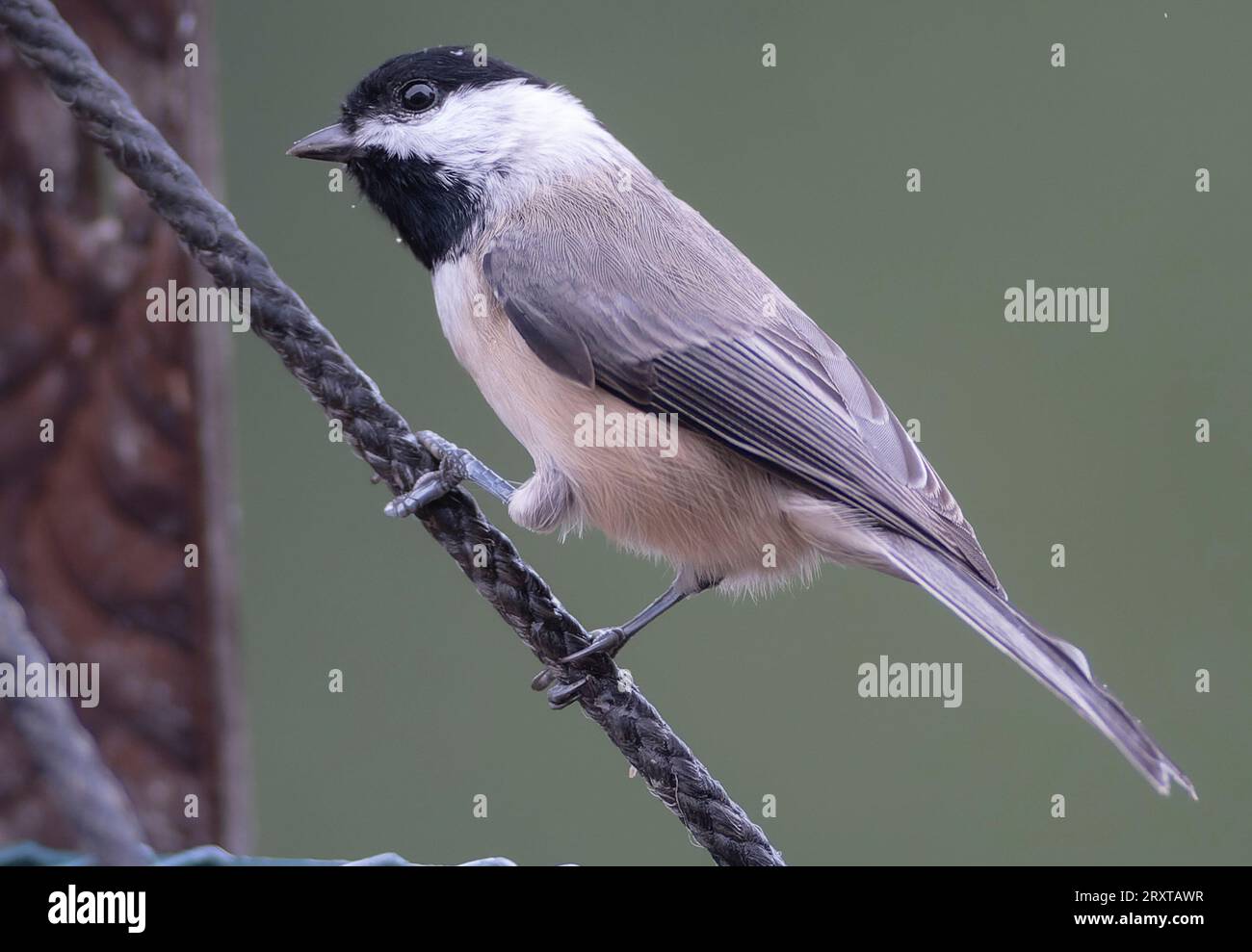 Capped Chickadee on head hi-res stock photography and images - Alamy