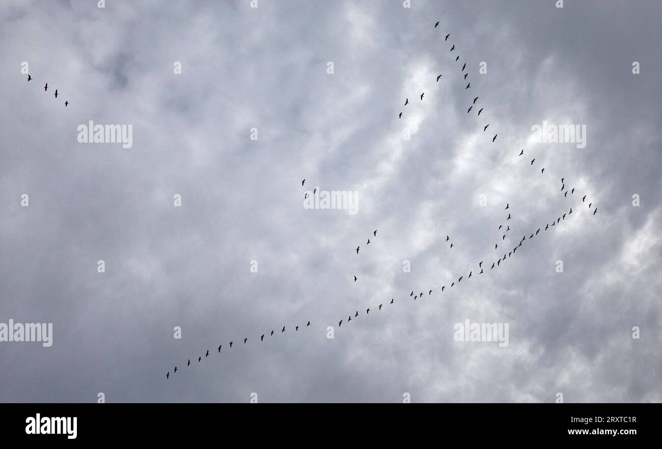 Holyrood Park, Edinburgh, Scotland, UK. 27 September 2023. Calm before the storm, cloud set in around 8am after a bright start with temperature of 9 degrees centigrade. Stormy weather forecast around lunchtime. Pictured: a formation of geese fly over towards south east Scotland. Credit: Archwhite/alamy live news. Stock Photo