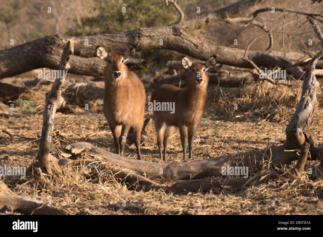 Antelopes in the Zakouma National Park, Chad Stock Photo