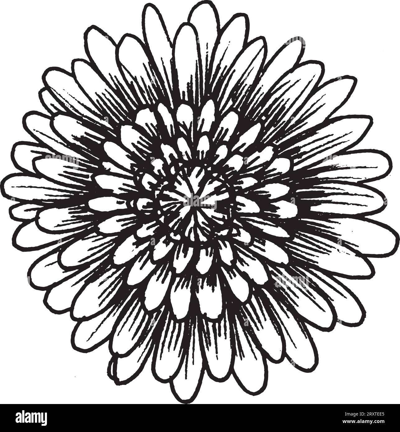 Vector black and white graphic illustration of chrysanthemum flower