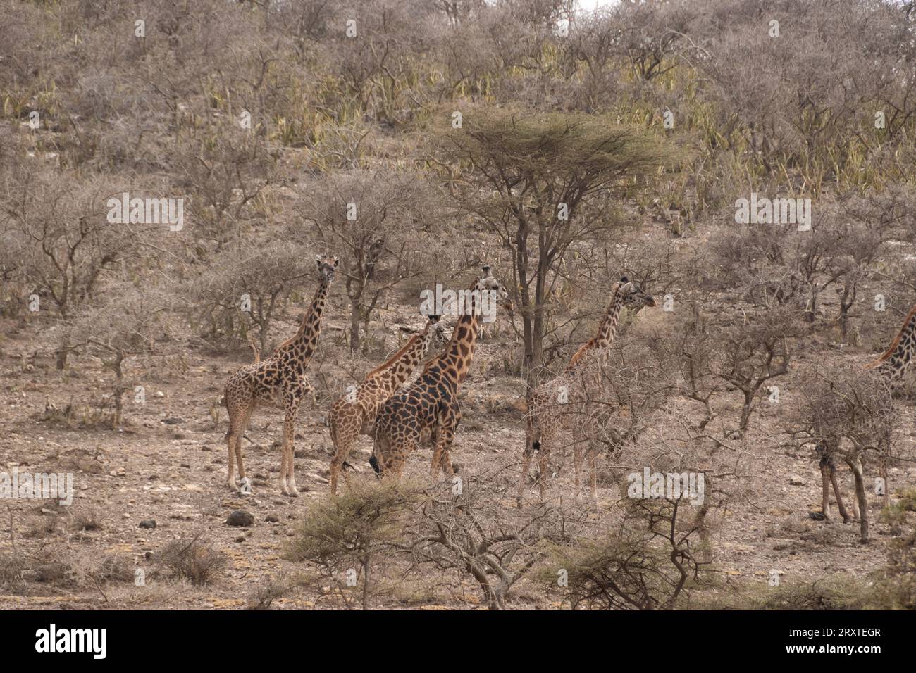 camouflaged giraffes among the acacia trees Stock Photo