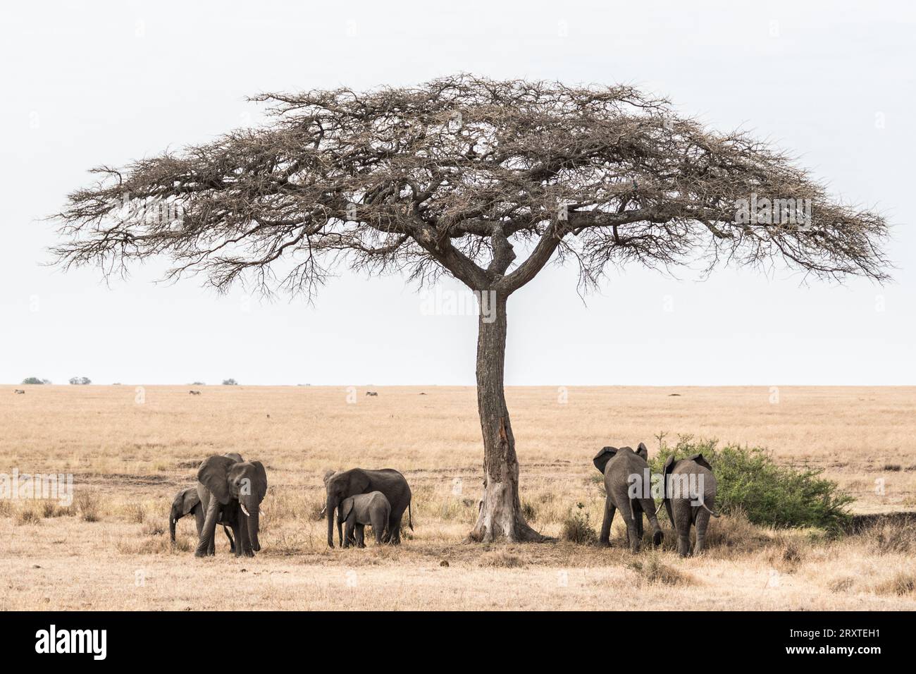 Elephants under a tree in Serengeti National Park Stock Photo