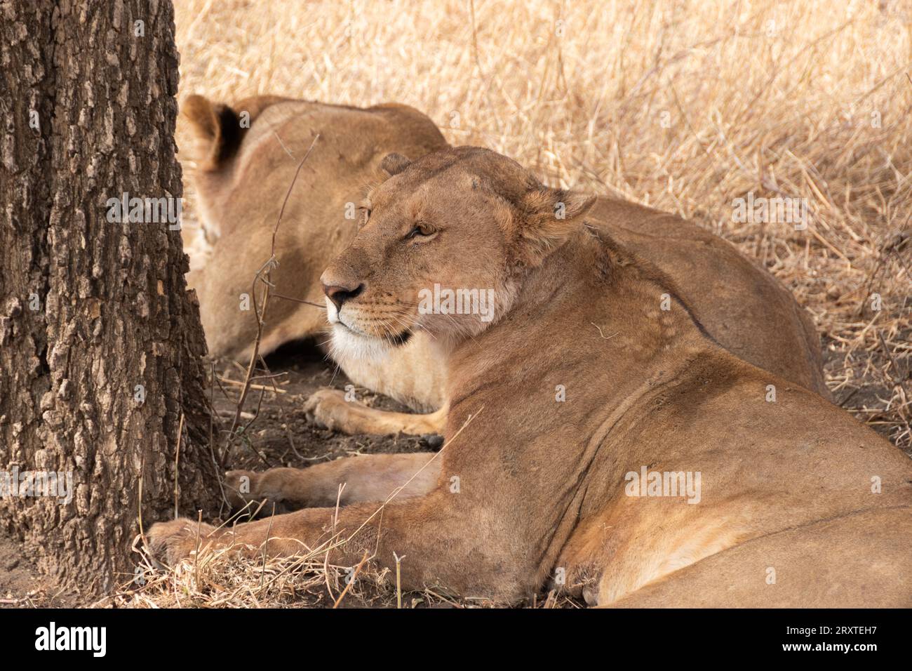 Lions of Serengeti, Tanzania, Africa Stock Photo