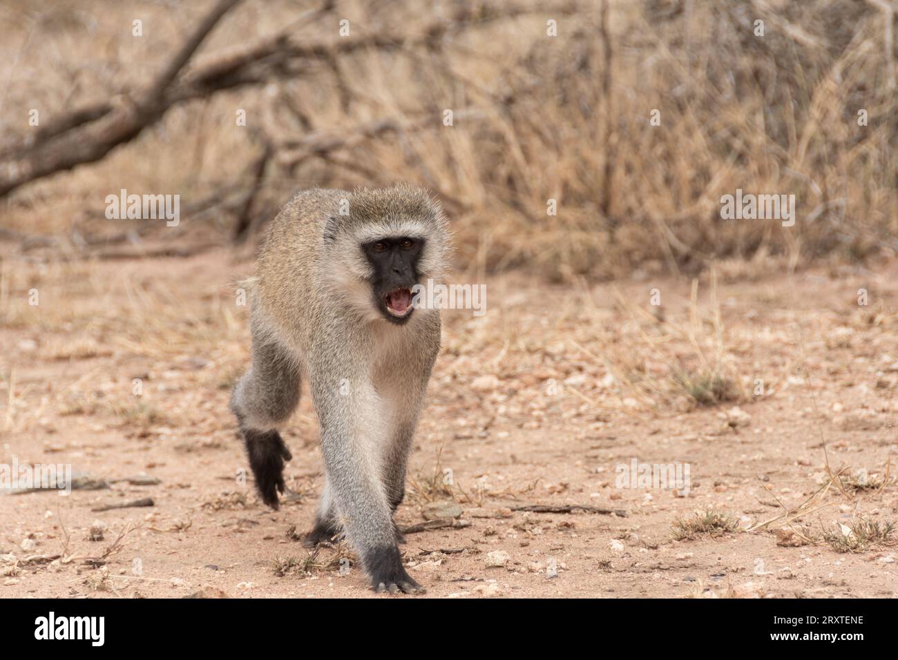 macaque in the Serengeti National Park, Tanzania Stock Photo