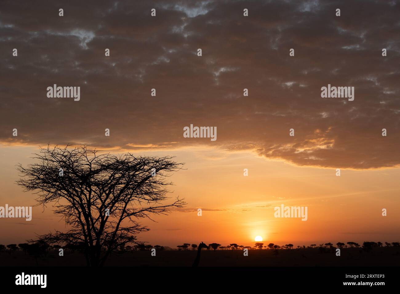Stunning sunrise in Serengeti, Tanzania, Africa Stock Photo