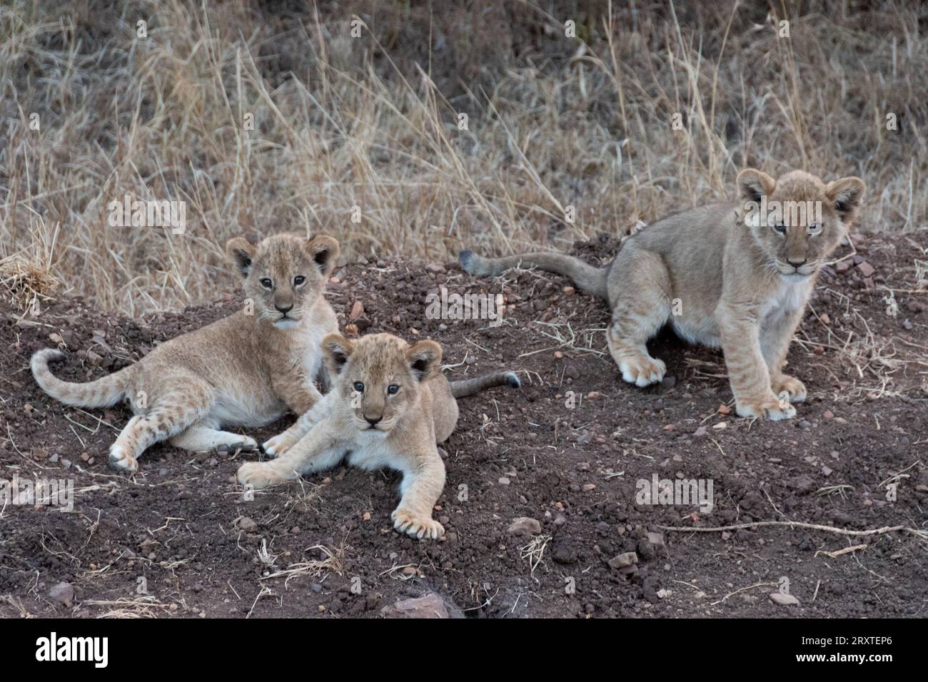 Lions of Serengeti, Tanzania, Africa Stock Photo