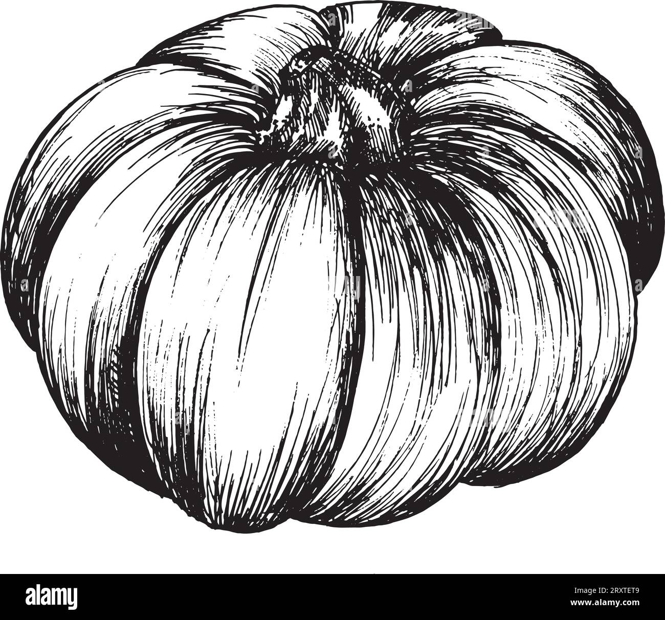 Vector graphic black and white drawing of pumpkin, hand drawn pumpkin ...
