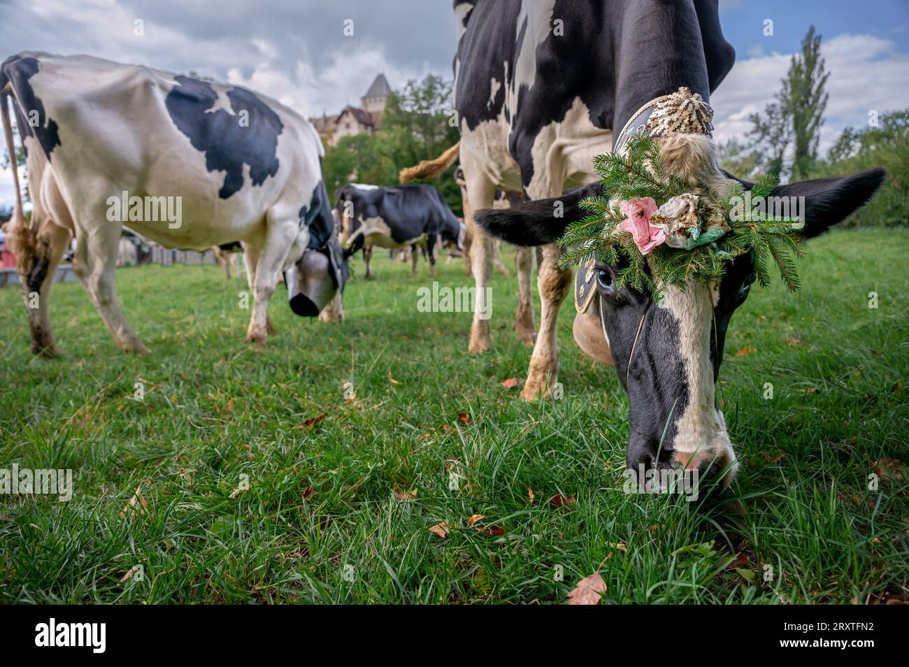 Swiss cows decorated with flowers and huge cowbell. Desalpes ceremony