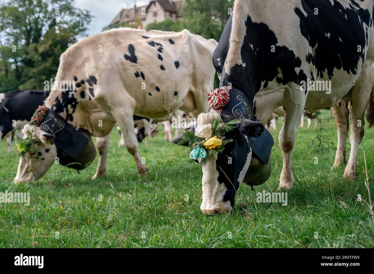 Swiss cows decorated with flowers and huge cowbell. Desalpes ceremony