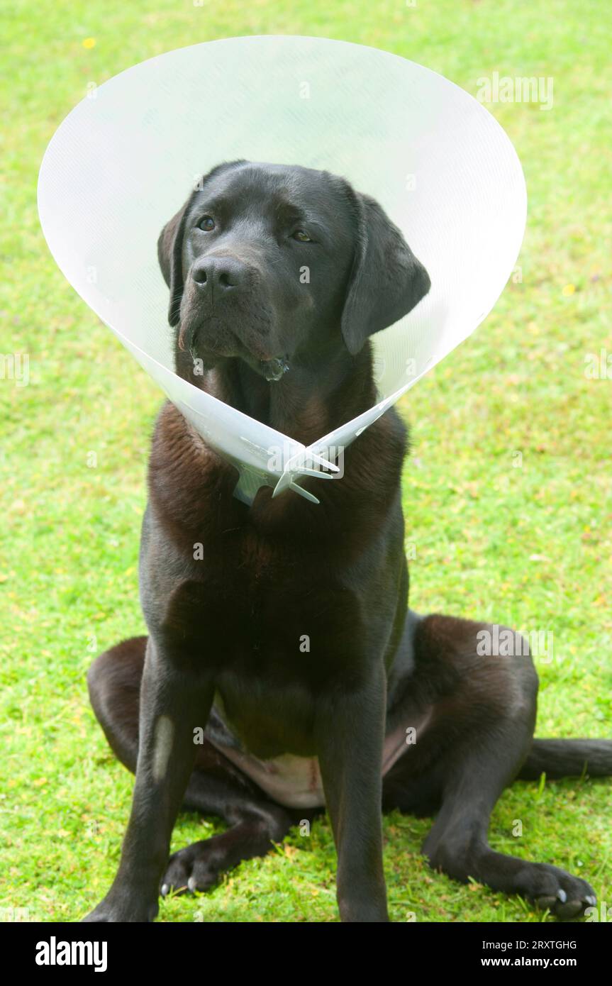 Pedigree black labrador retriever wearing an elizabethan collar after being spayed John Gollop