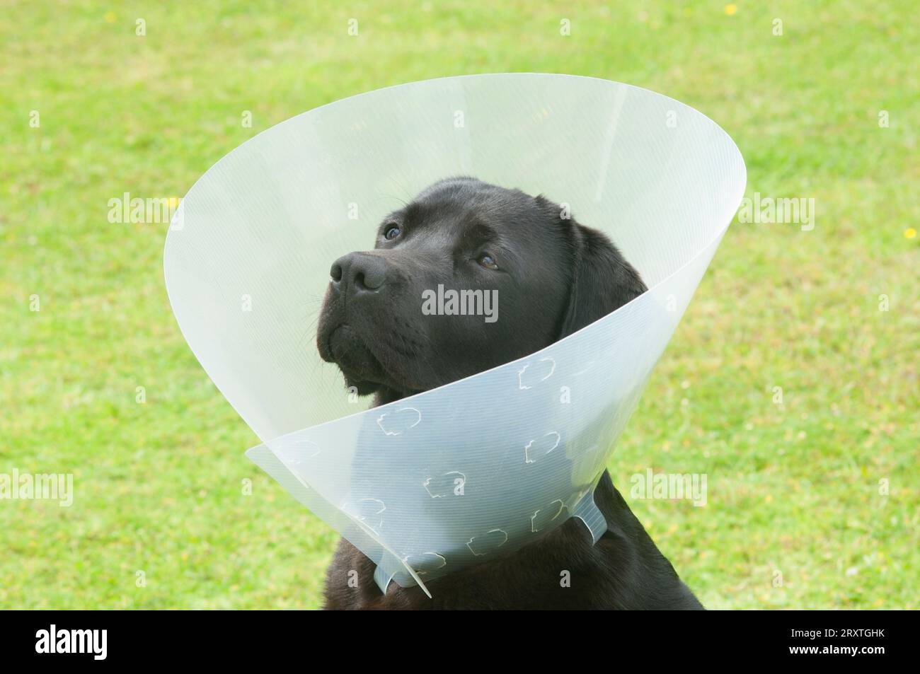 Pedigree black labrador retriever wearing an elizabethan collar after being spayed - John Gollop Stock Photo