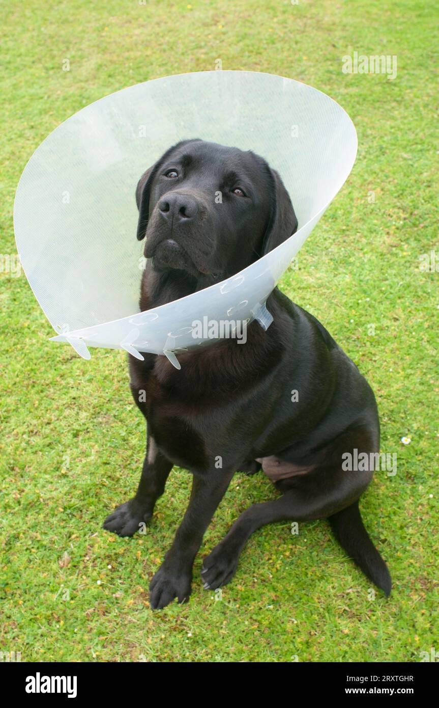 Pedigree black labrador retriever wearing an elizabethan collar after being spayed - John Gollop Stock Photo