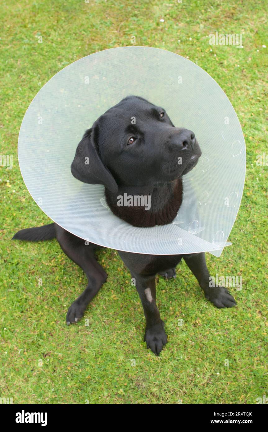 Pedigree black labrador retriever wearing an elizabethan collar after being spayed Stock Photo