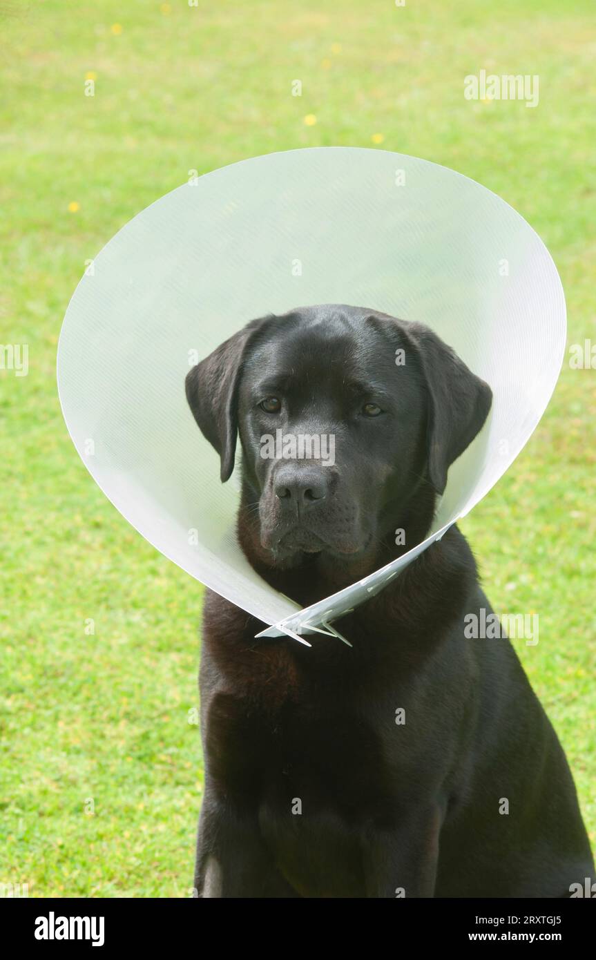 Pedigree black labrador retriever wearing an elizabethan collar after being spayed Stock Photo