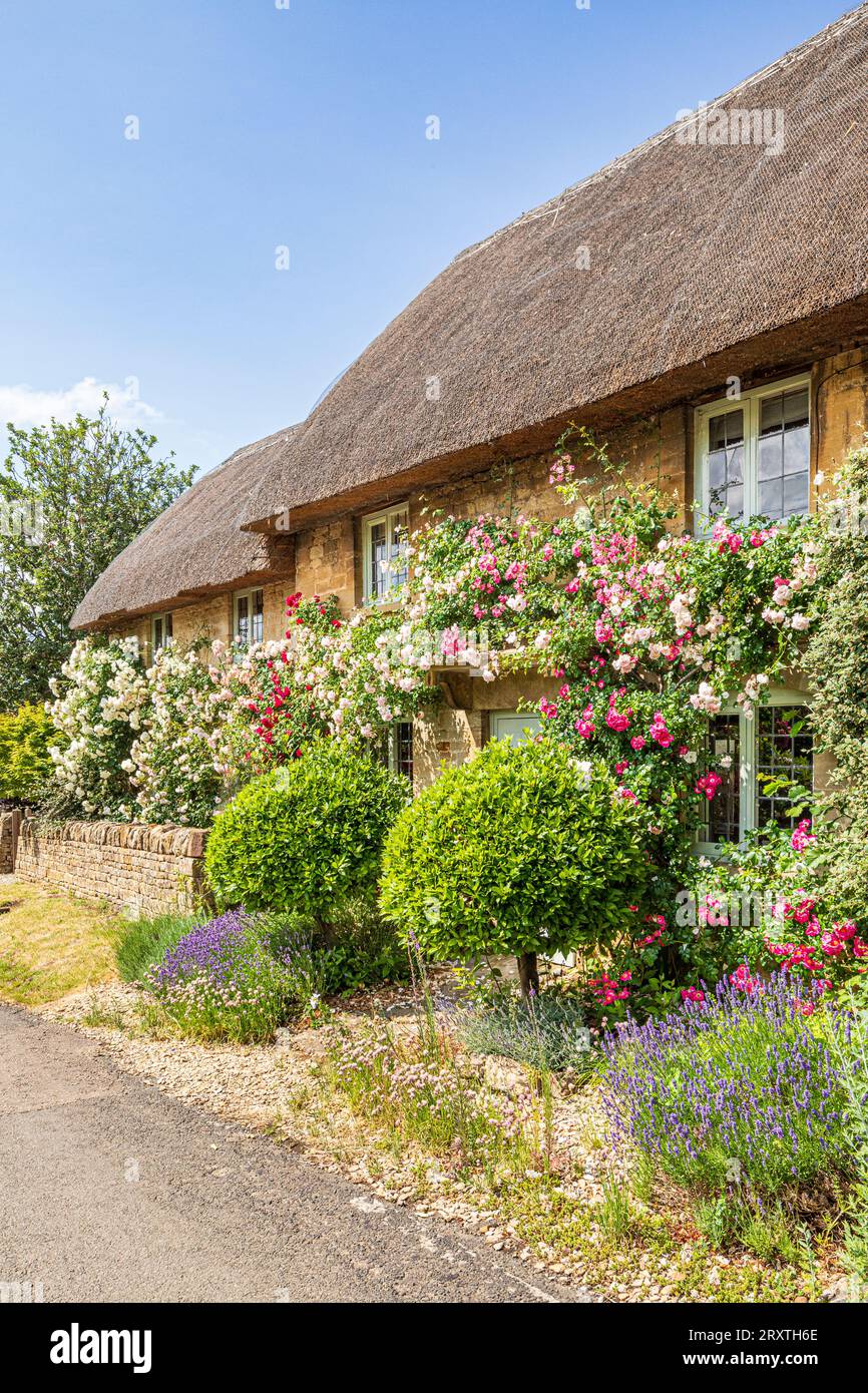 Roses in June growing on a typical, traditional thatched stone cottage in the Cotswold village of Taynton, Oxfordshire, England UK Stock Photo