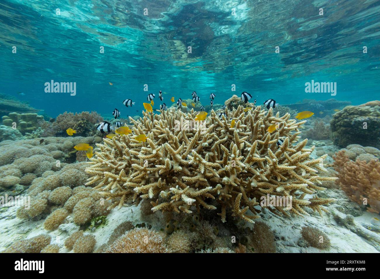 Corals in the crystal clear water in the shallow reefs off Bangka ...