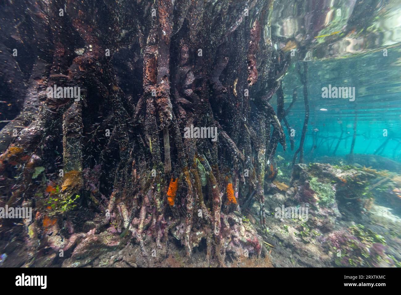 Underwater view of the shallow mangroves off Bangka Island, off the northeastern tip of Sulawesi, Indonesia, Southeast Asia, Asia Stock Photo