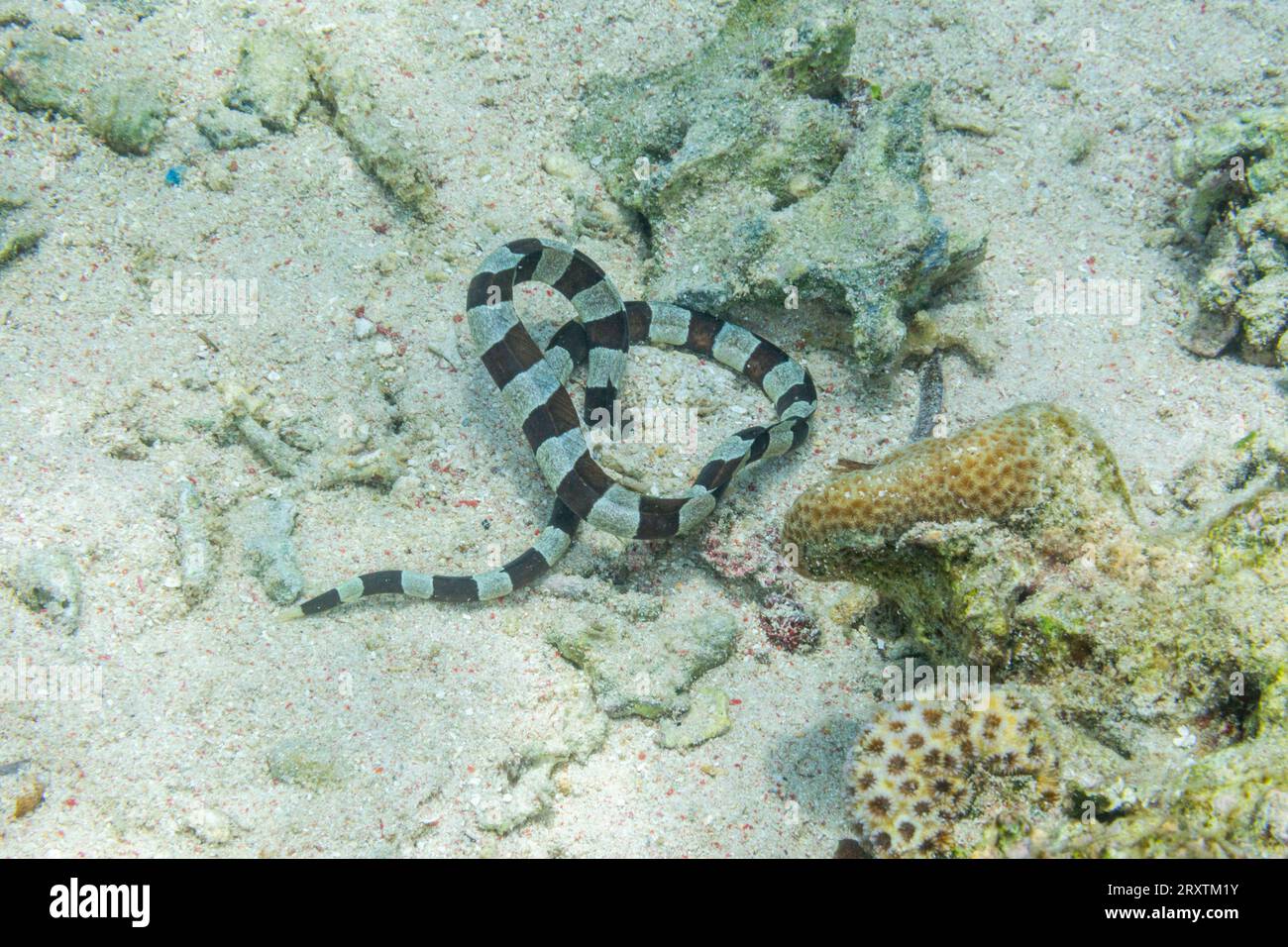 An adult Harlequin snake eel (Myrichthys colobrinus), hunting off Bangka Island, off the northeastern tip of Sulawesi, Indonesia, Southeast Asia, Asia Stock Photo