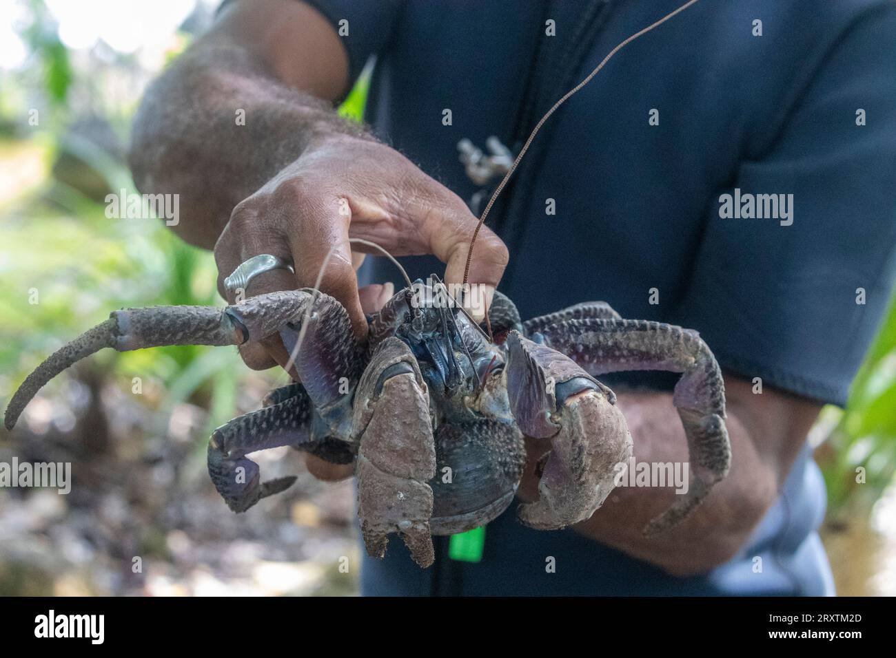 Local guide holding an adult coconut crab (Birgus latro), on land on Gam Island, Raja Ampat, Indonesia, Southeast Asia, Asia Stock Photo