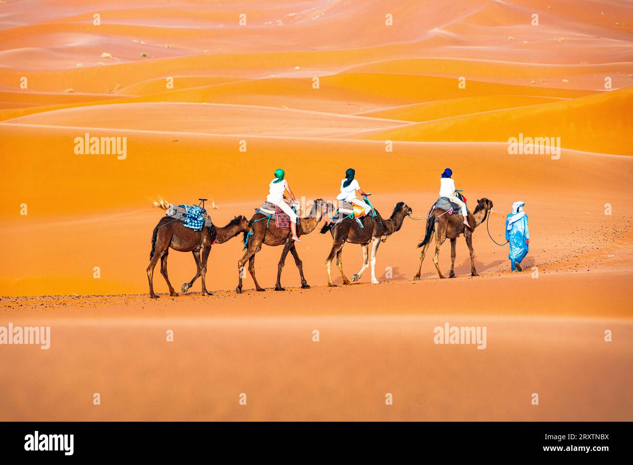 Tuareg man leading a camel train of tourists on the sand dunes of Erg Chebbi, Merzouga, Sahara Desert, Morocco, North Africa, Africa Stock Photo