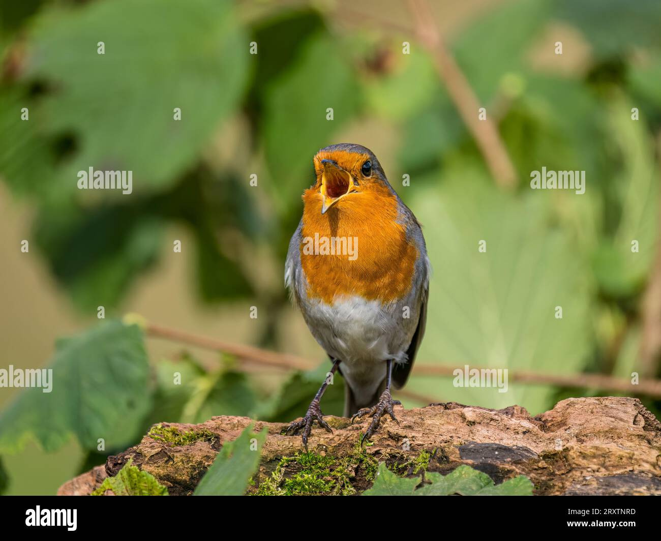 Robin foraging in early Autumn in mid Wales Stock Photo
