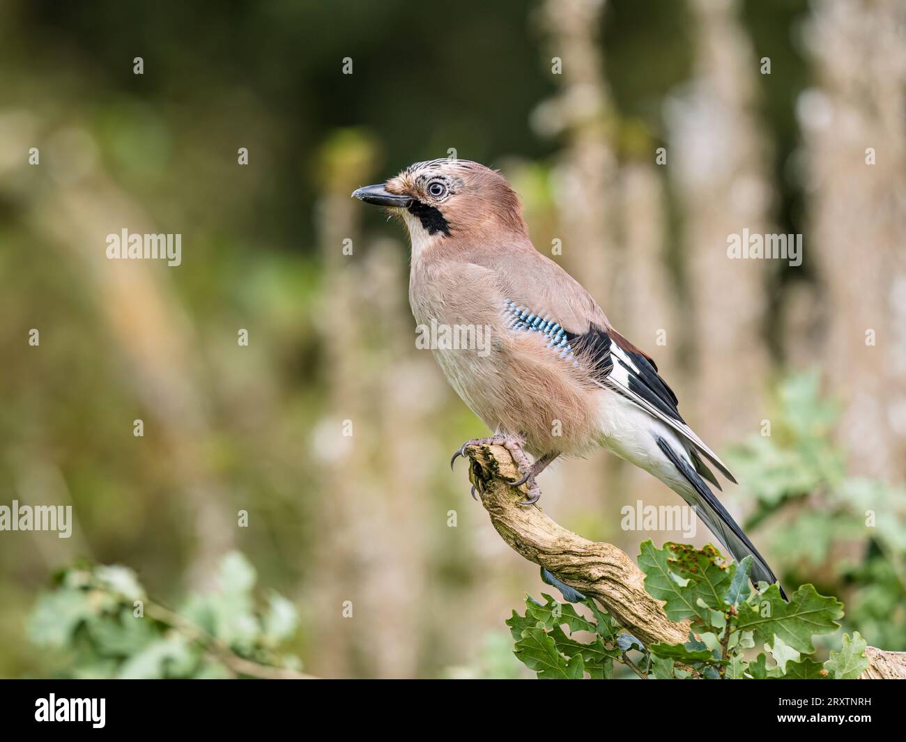 Jay foraging in early Autumn in mid Wales Stock Photo