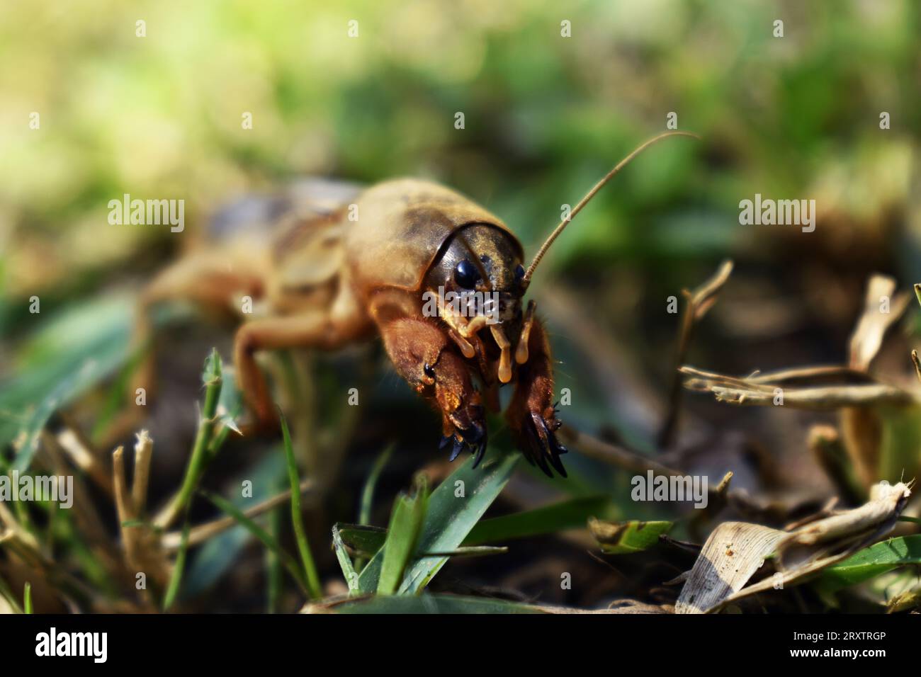 Mole Cricket: Unique Subterranean Insect in the Lawn Stock Photo