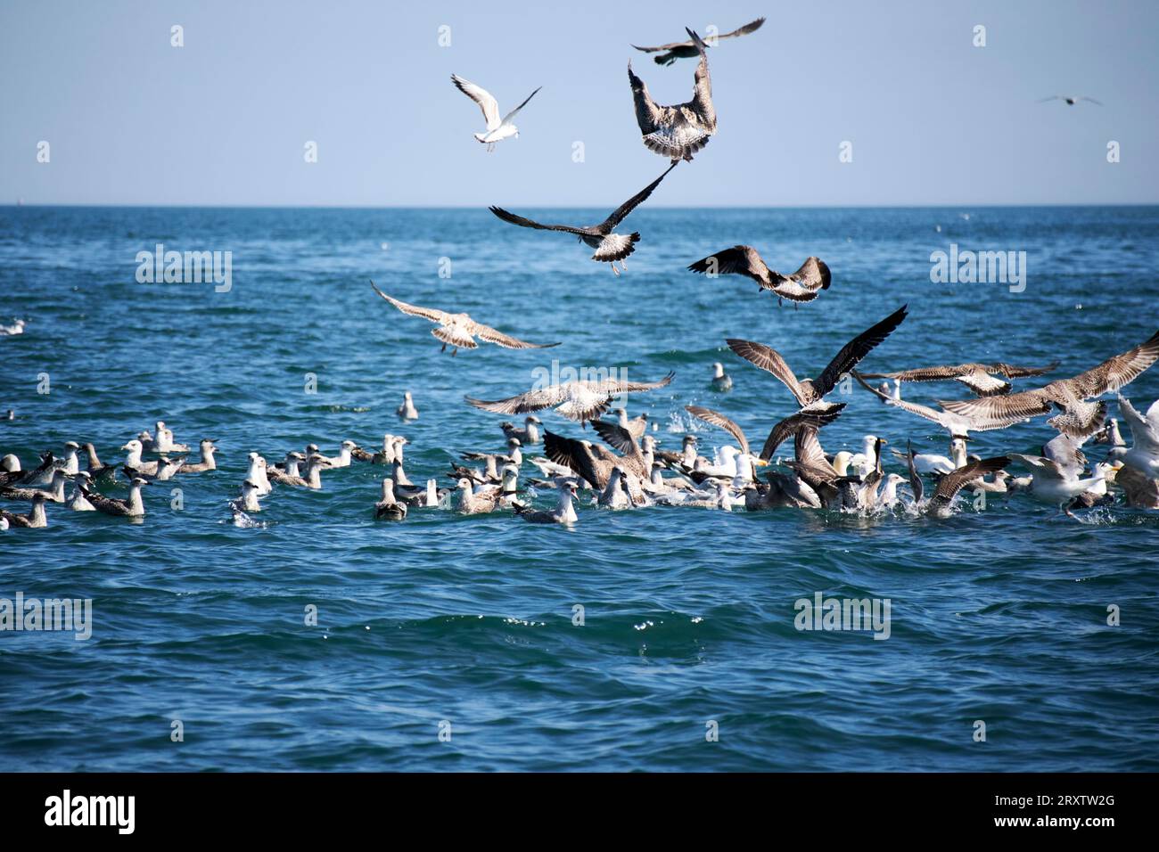 flock of seabirds surround a shoal of bait fish on the surface of belfast lough, northern ireland, uk large flocks of birds on the surface indicate th Stock Photo