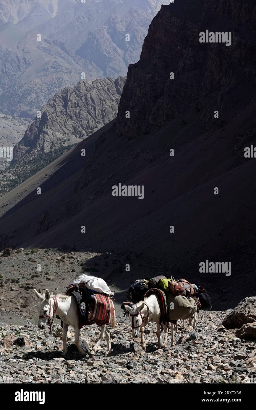 Pack animals in the remote and spectacular Fann Mountains, part of the western Pamir-Alay, Tajikistan, Central Asia, Asia Stock Photo