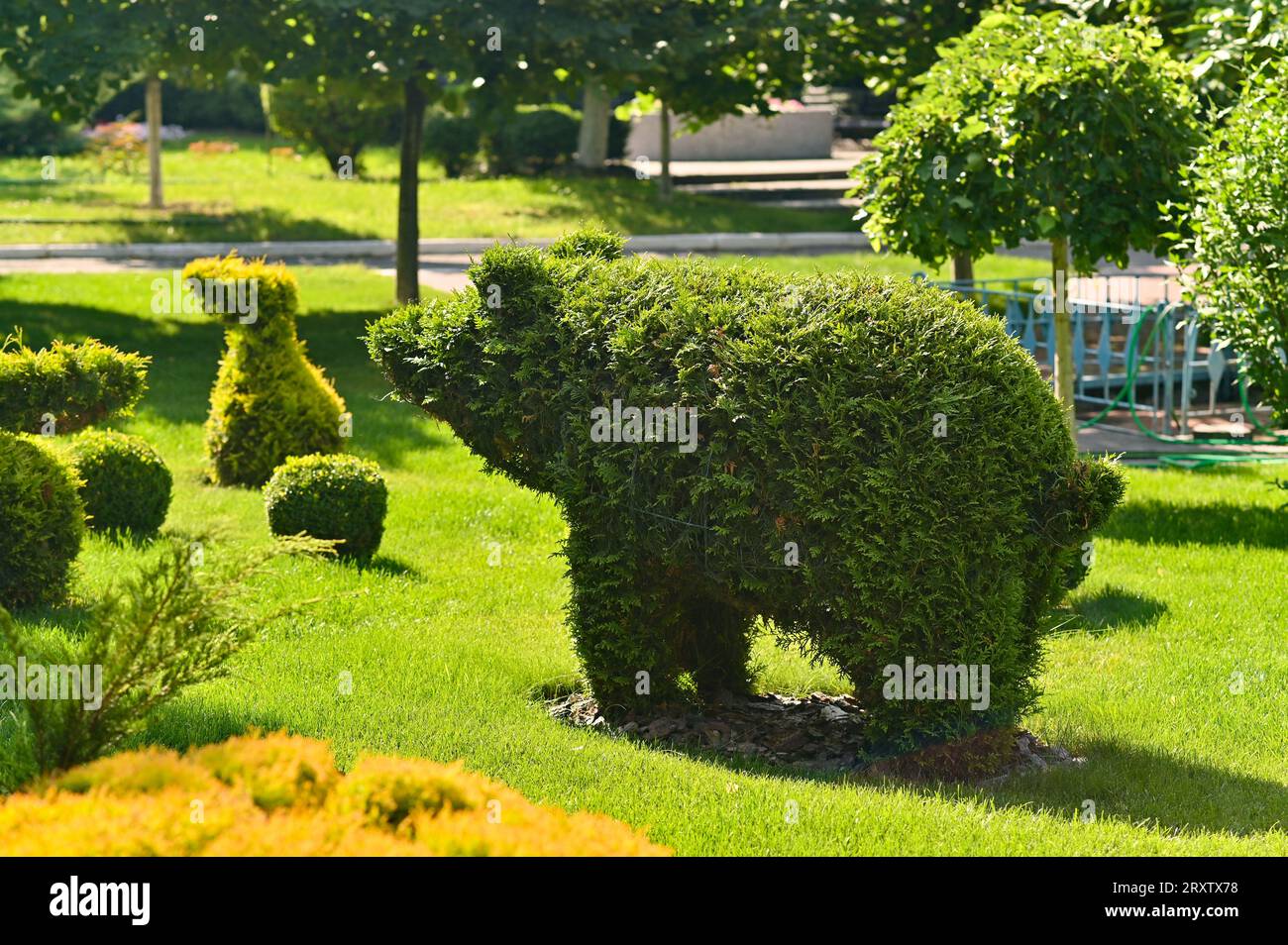 A boar created from bushes. Topiary trees. green grass. Stock Photo