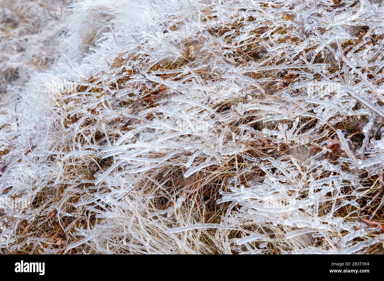 Frozen grass in Iceland Stock Photo