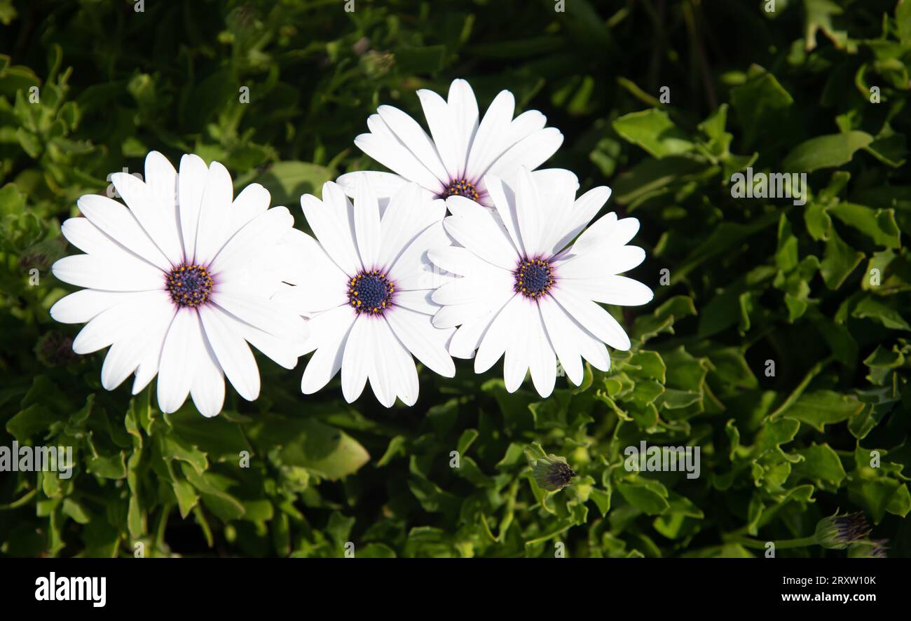 Group of blooming swan river daisy white flower in spring. Gardening outdoors Stock Photo