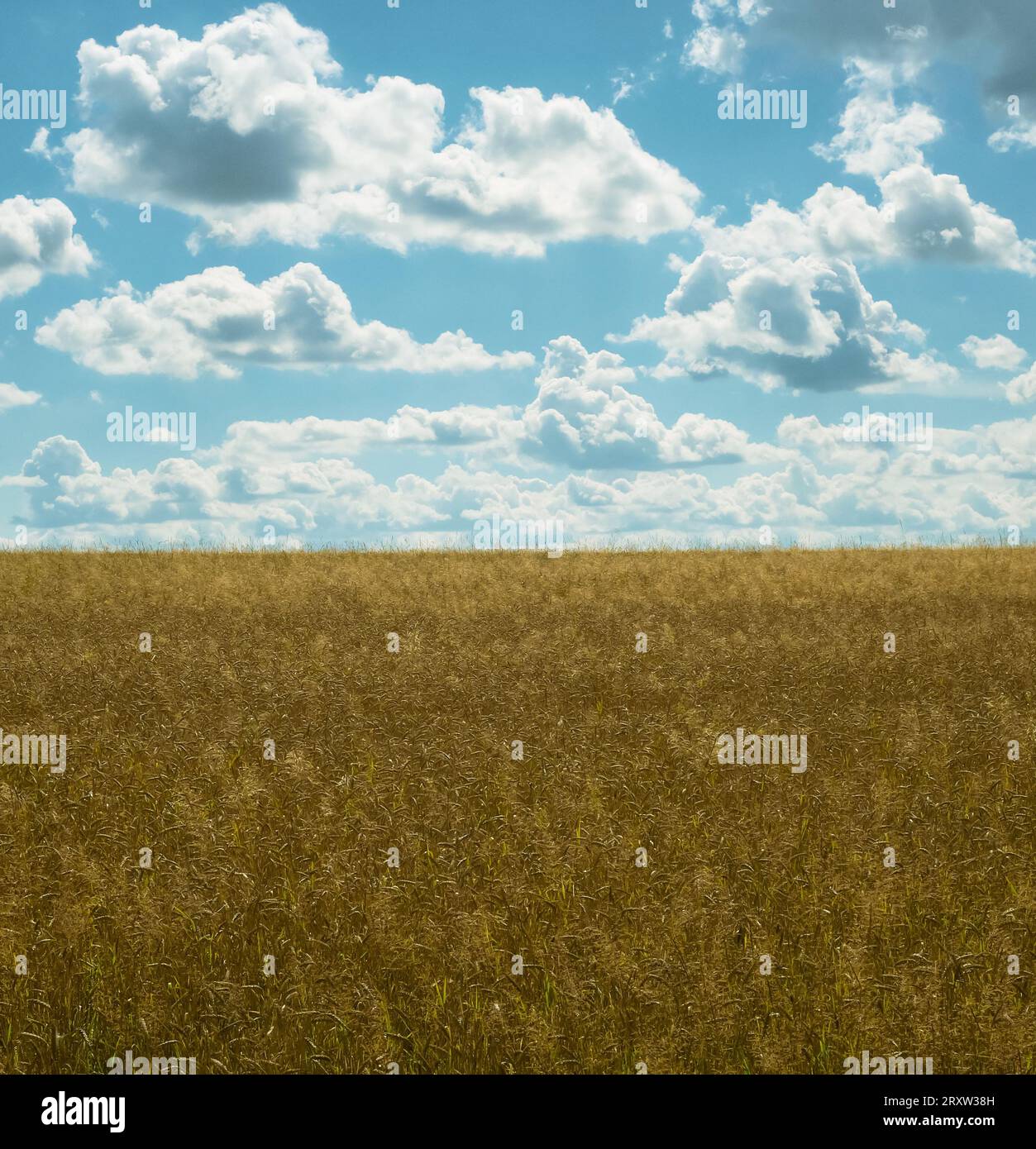 Ukraine Rye Field Flag of Ukraine in Nature. Yellow wheat field and blue Sky with white ...