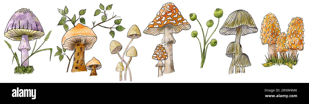 Watercolor Mushroom set. Wild forest mushrooms are inedible. Hand drawing of various mushrooms. Large format. Isolated on white background Stock Photo