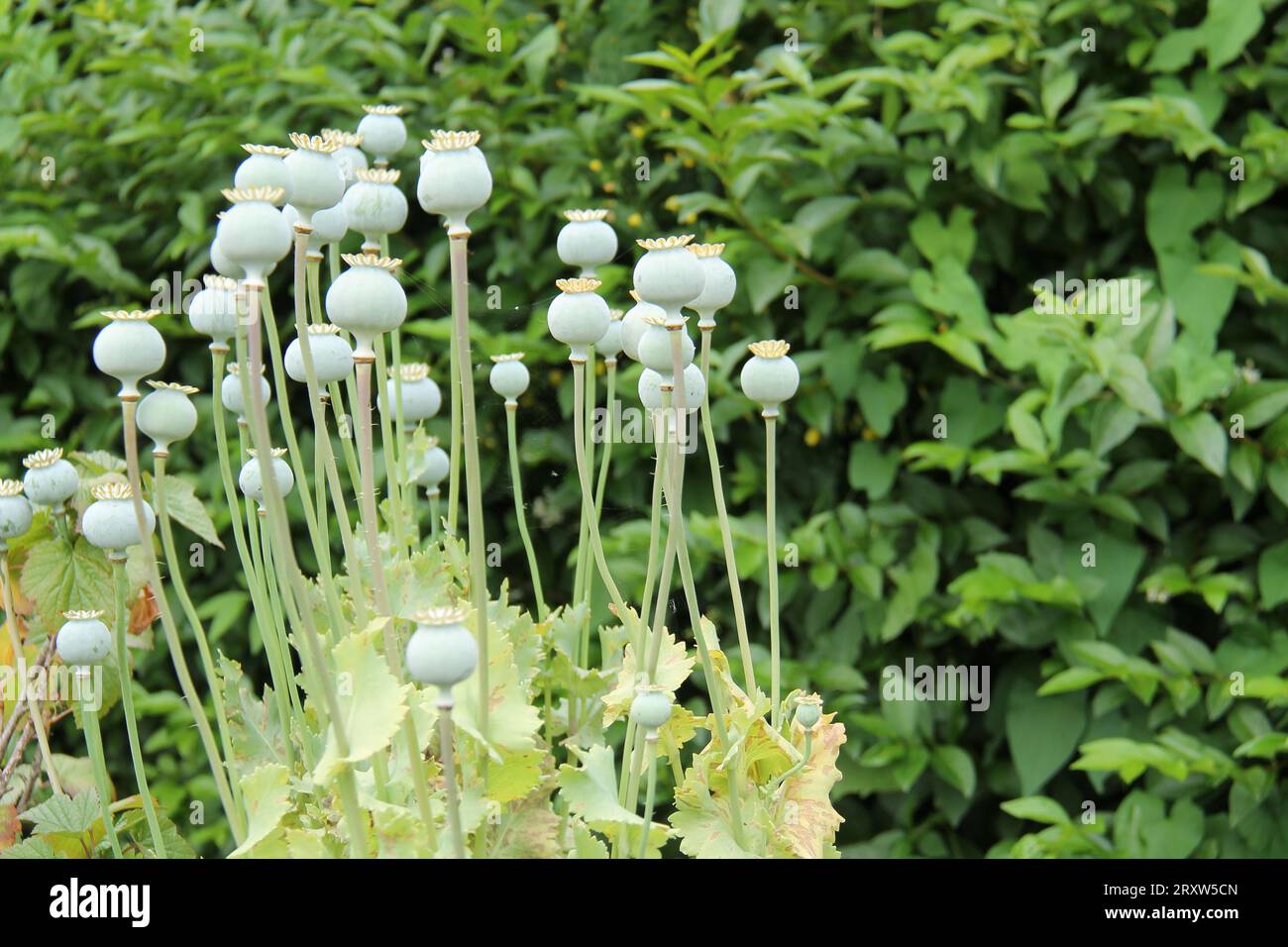 Tall poppy hi-res stock photography and images - Alamy