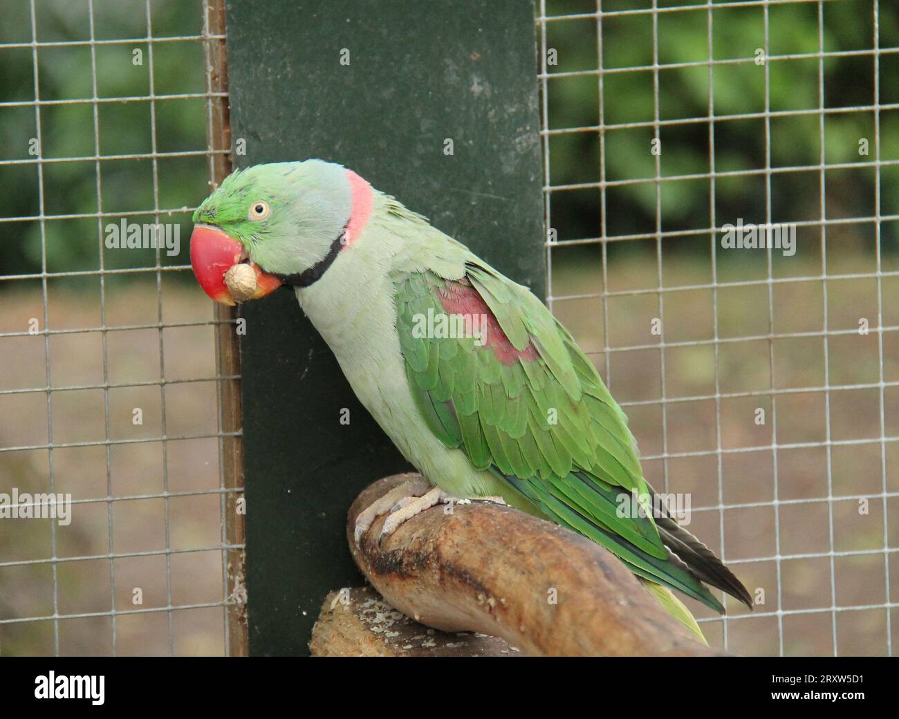 A Ringneck Parakeet Parrot Bird Eating a Peanut Kernel. Stock Photo