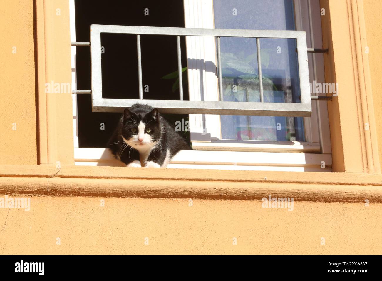 Katze springt symbol hires stock photography and images Alamy