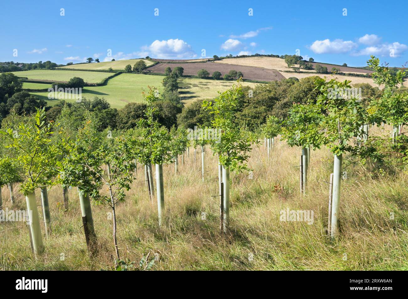 Growing young trees or tree saplings planted with protective tree shelter plastic guards or Tuley tubes in the English countryside. Devon, England, UK Stock Photo