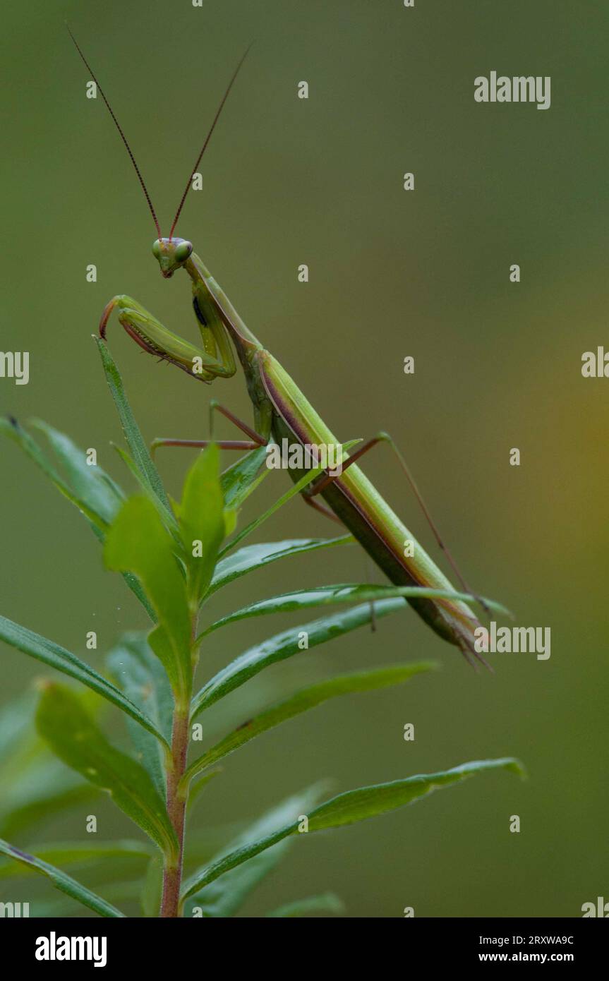 Praying Mantis perched atop green foliage Stock Photo