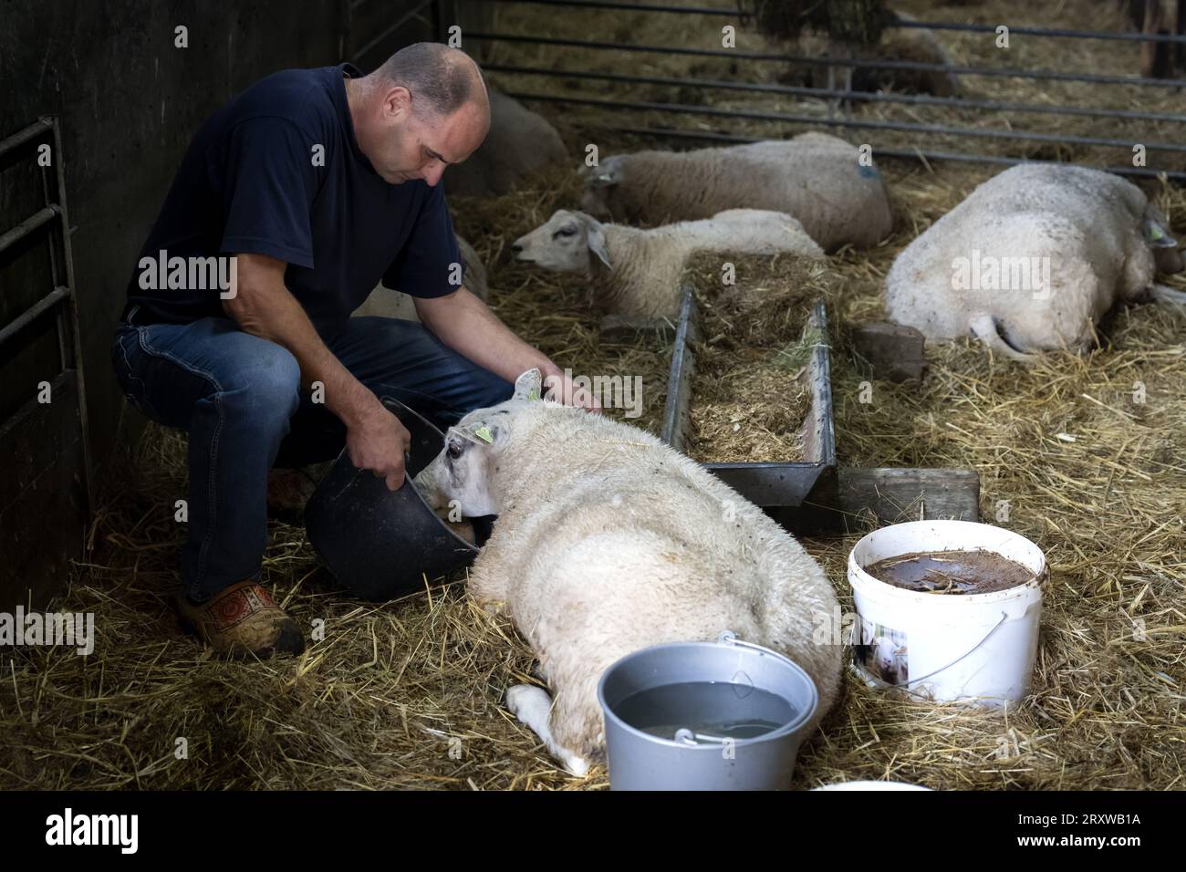 NEDERHORST DEN BERG - A farmer with his sheep infected by the ...