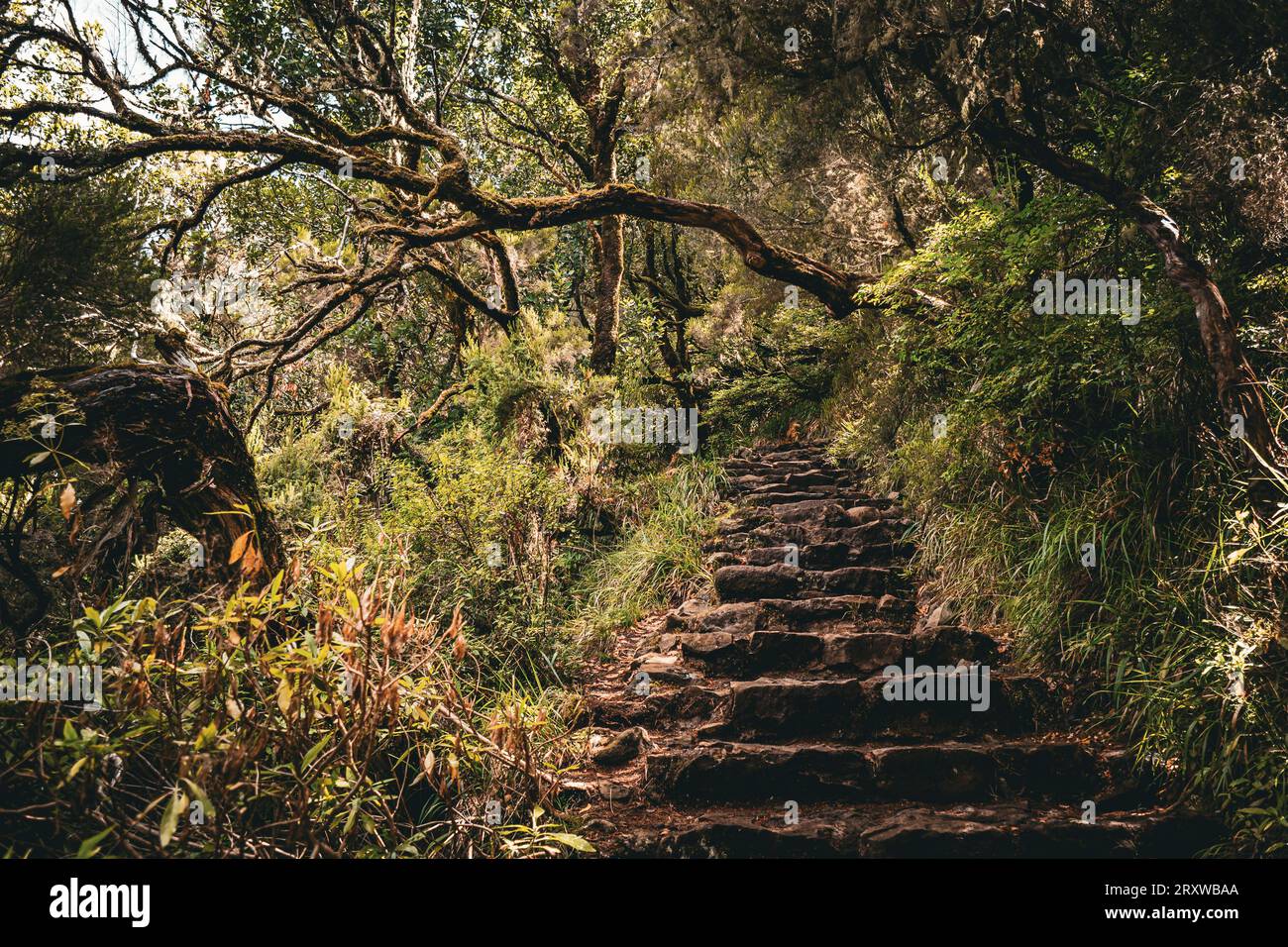Scenic view of trees and branches overhanging the ancient stone steps ...
