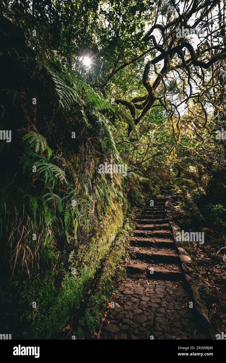 Scenic view of trees and branches overhanging the ancient stone steps ...