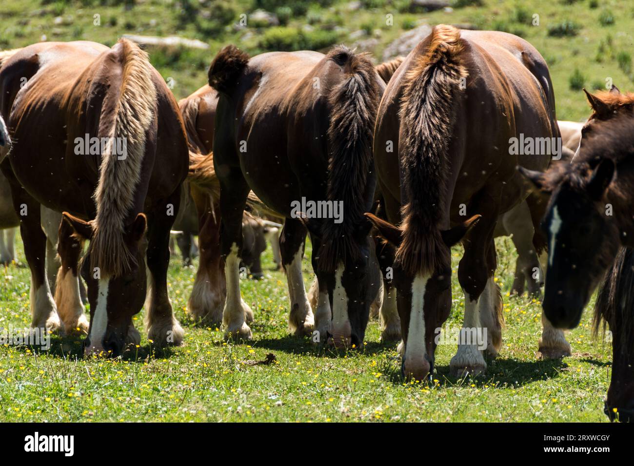 Horses in Pineta Valley, Pyrenees, Spain Stock Photo